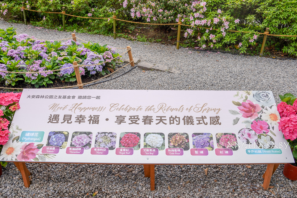 台北免費賞花｜大安森林公園繡球花、杜鵑花季 不容錯過的夢幻百花花園（花季至3/31) @梅格(Angelababy)享樂日記