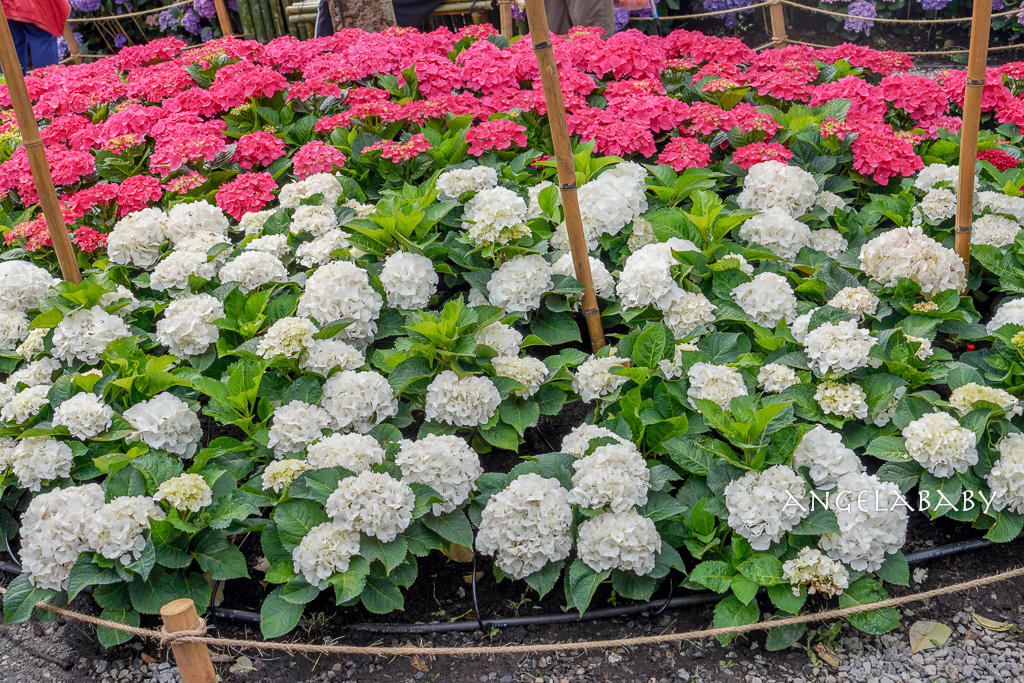 台北免費賞花｜大安森林公園繡球花、杜鵑花季 不容錯過的夢幻百花花園（花季至3/31) @梅格(Angelababy)享樂日記