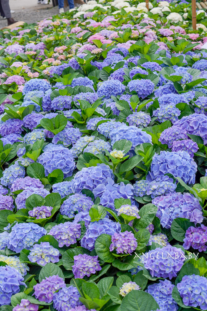 台北免費賞花｜大安森林公園繡球花、杜鵑花季 不容錯過的夢幻百花花園（花季至3/31) @梅格(Angelababy)享樂日記