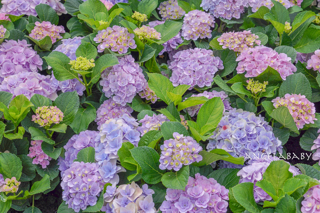 台北免費賞花｜大安森林公園繡球花、杜鵑花季 不容錯過的夢幻百花花園（花季至3/31) @梅格(Angelababy)享樂日記