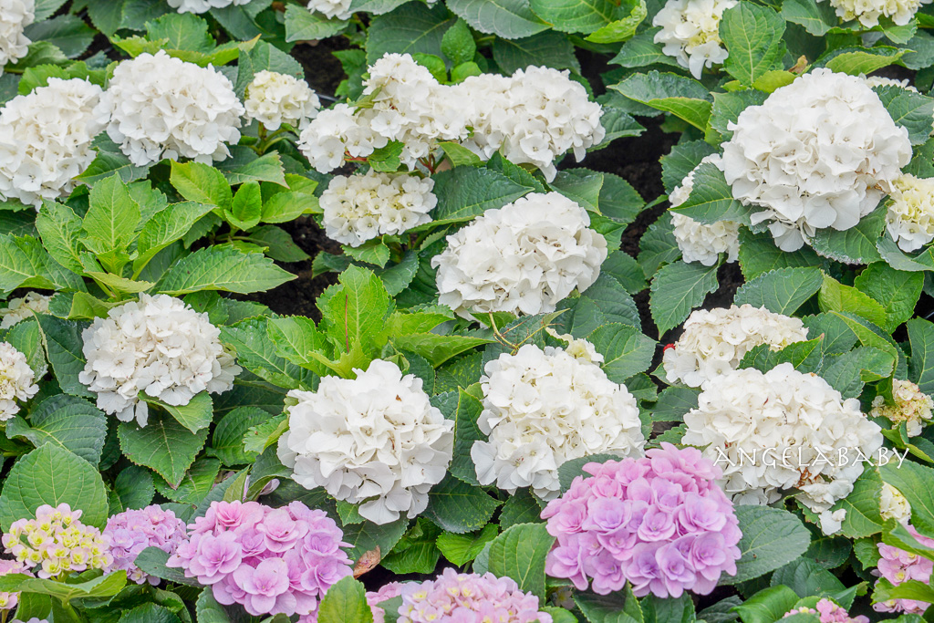 台北免費賞花｜大安森林公園繡球花、杜鵑花季 不容錯過的夢幻百花花園（花季至3/31) @梅格(Angelababy)享樂日記