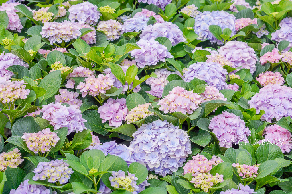 台北免費賞花｜大安森林公園繡球花、杜鵑花季 不容錯過的夢幻百花花園（花季至3/31) @梅格(Angelababy)享樂日記