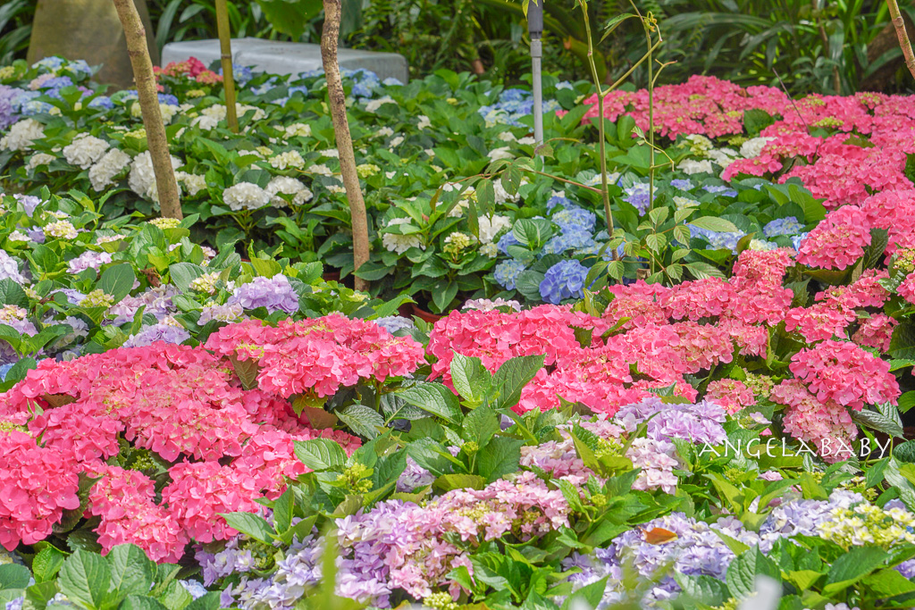 台北免費賞花｜大安森林公園繡球花、杜鵑花季 不容錯過的夢幻百花花園（花季至3/31) @梅格(Angelababy)享樂日記