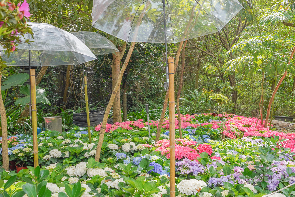 台北免費賞花｜大安森林公園繡球花、杜鵑花季 不容錯過的夢幻百花花園（花季至3/31) @梅格(Angelababy)享樂日記