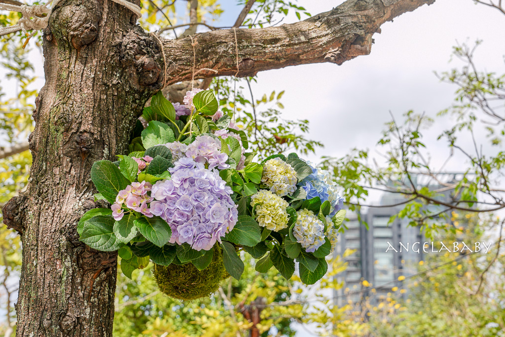 台北免費賞花｜大安森林公園繡球花、杜鵑花季 不容錯過的夢幻百花花園（花季至3/31) @梅格(Angelababy)享樂日記