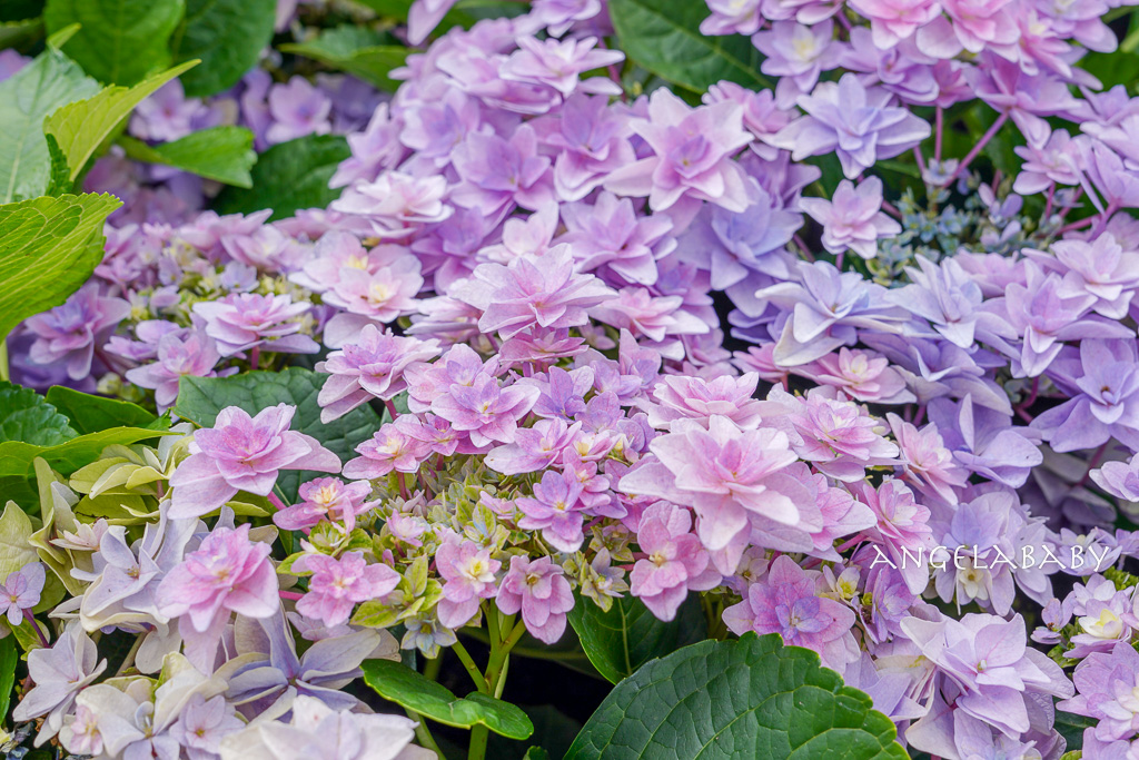 台北免費賞花｜大安森林公園繡球花、杜鵑花季 不容錯過的夢幻百花花園（花季至3/31) @梅格(Angelababy)享樂日記