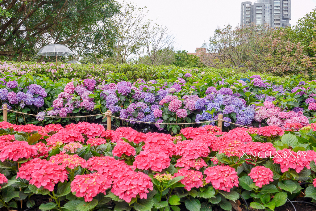 台北免費賞花｜大安森林公園繡球花、杜鵑花季 不容錯過的夢幻百花花園（花季至3/31) @梅格(Angelababy)享樂日記
