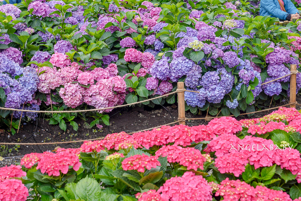 台北免費賞花｜大安森林公園繡球花、杜鵑花季 不容錯過的夢幻百花花園（花季至3/31) @梅格(Angelababy)享樂日記