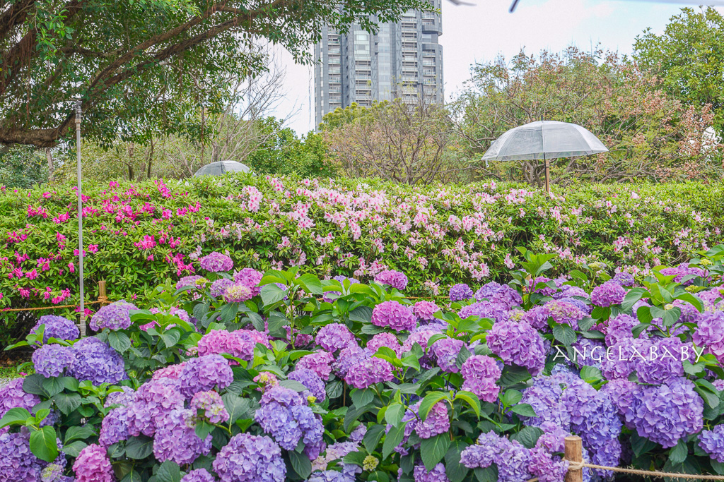 台北免費賞花｜大安森林公園繡球花、杜鵑花季 不容錯過的夢幻百花花園（花季至3/31) @梅格(Angelababy)享樂日記
