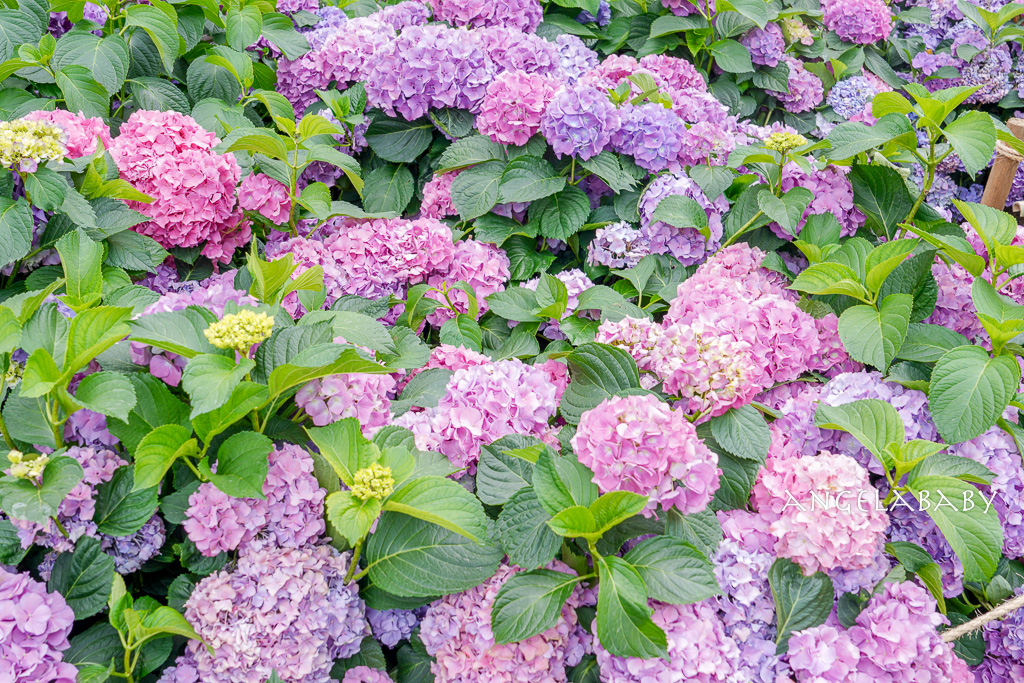 台北免費賞花｜大安森林公園繡球花、杜鵑花季 不容錯過的夢幻百花花園（花季至3/31) @梅格(Angelababy)享樂日記
