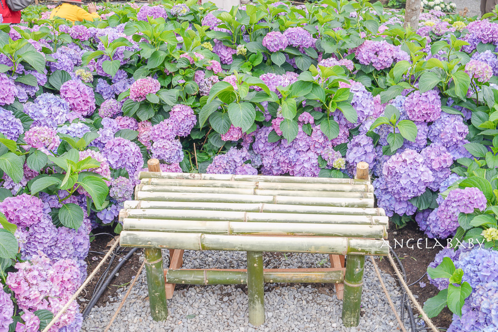台北免費賞花｜大安森林公園繡球花、杜鵑花季 不容錯過的夢幻百花花園（花季至3/31) @梅格(Angelababy)享樂日記