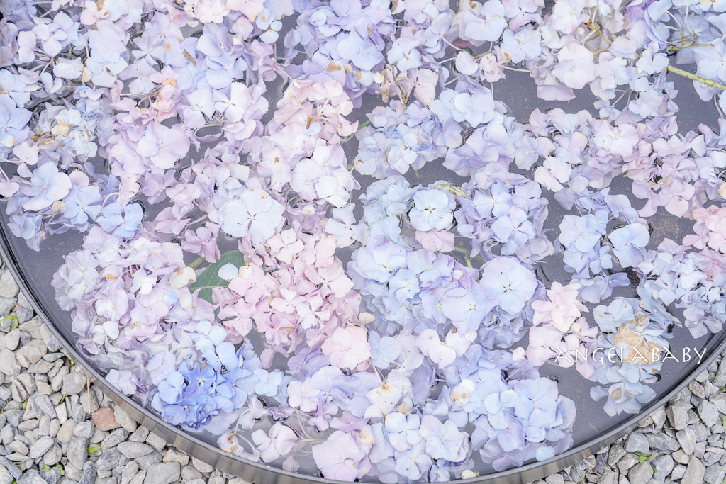 台北免費賞花｜大安森林公園繡球花、杜鵑花季 不容錯過的夢幻百花花園（花季至3/31) @梅格(Angelababy)享樂日記