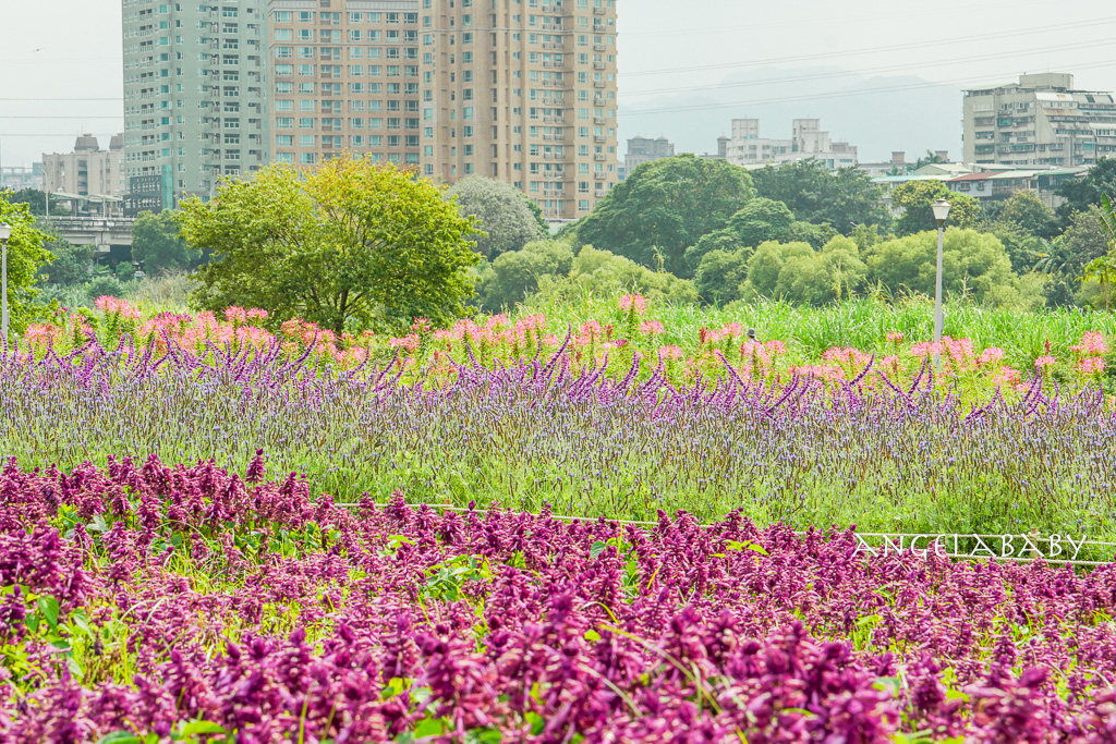 台北免費賞花推薦｜台版普羅旺斯『古亭河濱公園』24萬株花朵齊放夢幻如花毯 @梅格(Angelababy)享樂日記