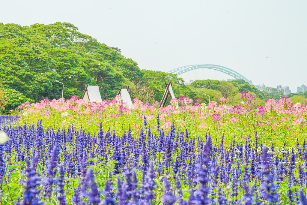 台北免費賞花推薦｜台版普羅旺斯『古亭河濱公園』24萬株花朵齊放夢幻如花毯 @梅格(Angelababy)享樂日記