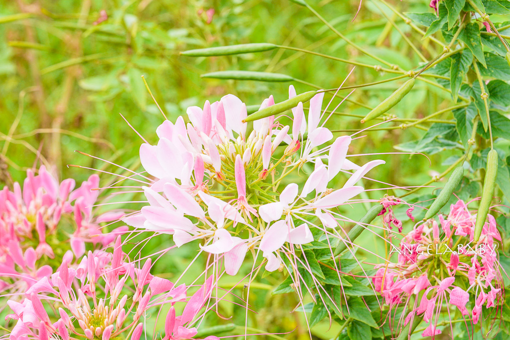 台北免費賞花推薦｜台版普羅旺斯『古亭河濱公園』24萬株花朵齊放夢幻如花毯 @梅格(Angelababy)享樂日記