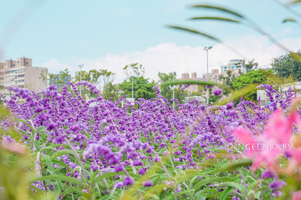 台北免費賞花推薦｜台版普羅旺斯『古亭河濱公園』24萬株花朵齊放夢幻如花毯 @梅格(Angelababy)享樂日記