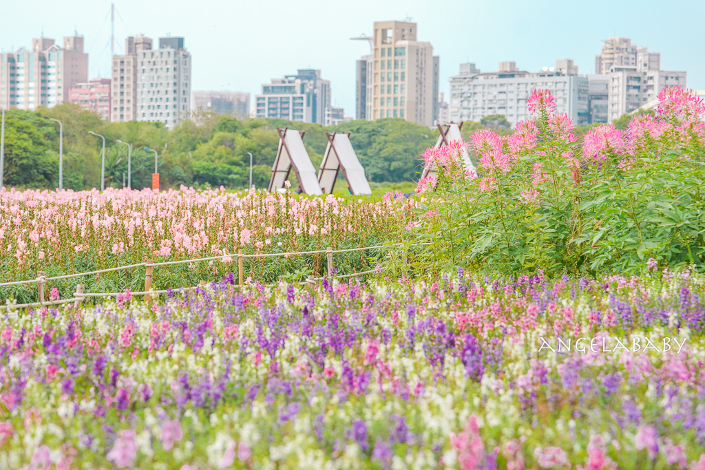 台北免費賞花推薦｜台版普羅旺斯『古亭河濱公園』24萬株花朵齊放夢幻如花毯 @梅格(Angelababy)享樂日記