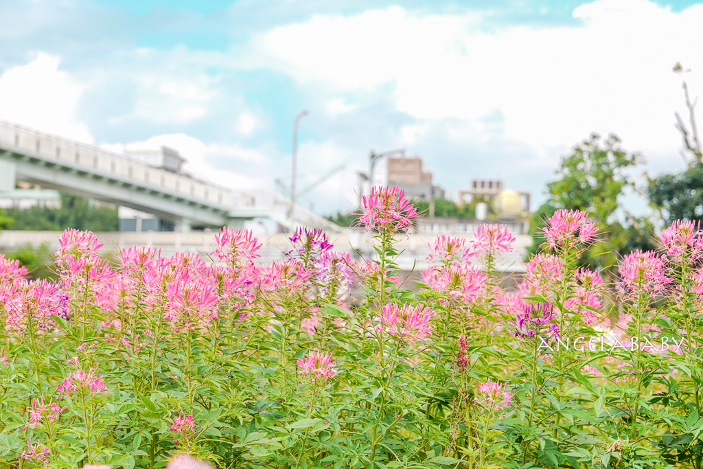 台北免費賞花推薦｜台版普羅旺斯『古亭河濱公園』24萬株花朵齊放夢幻如花毯 @梅格(Angelababy)享樂日記