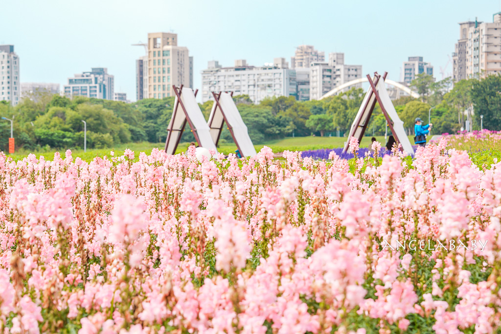 台北免費賞花推薦｜台版普羅旺斯『古亭河濱公園』24萬株花朵齊放夢幻如花毯 @梅格(Angelababy)享樂日記