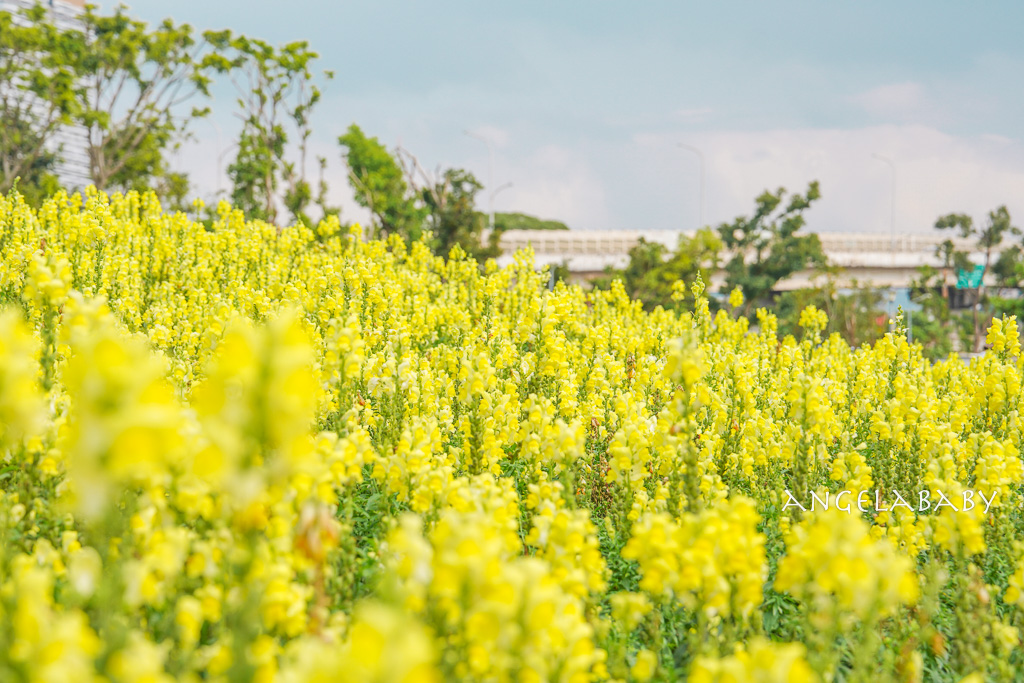 台北免費賞花推薦｜台版普羅旺斯『古亭河濱公園』24萬株花朵齊放夢幻如花毯 @梅格(Angelababy)享樂日記