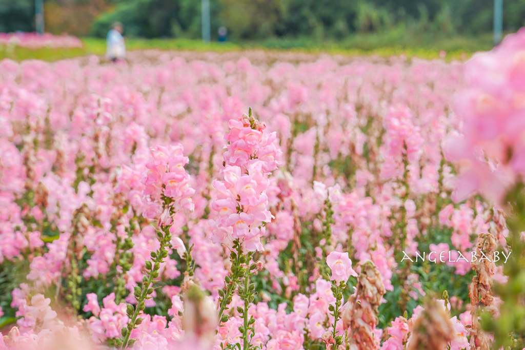 台北免費賞花推薦｜台版普羅旺斯『古亭河濱公園』24萬株花朵齊放夢幻如花毯 @梅格(Angelababy)享樂日記