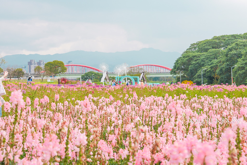 台北免費賞花推薦｜台版普羅旺斯『古亭河濱公園』24萬株花朵齊放夢幻如花毯 @梅格(Angelababy)享樂日記