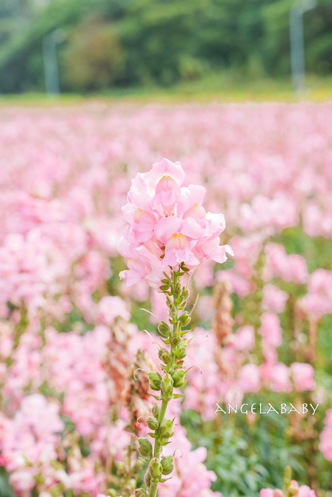 台北免費賞花推薦｜台版普羅旺斯『古亭河濱公園』24萬株花朵齊放夢幻如花毯 @梅格(Angelababy)享樂日記