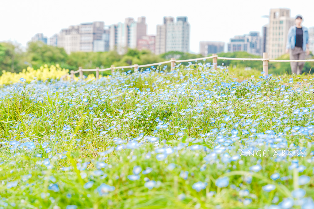 台北免費賞花推薦｜台版普羅旺斯『古亭河濱公園』24萬株花朵齊放夢幻如花毯 @梅格(Angelababy)享樂日記