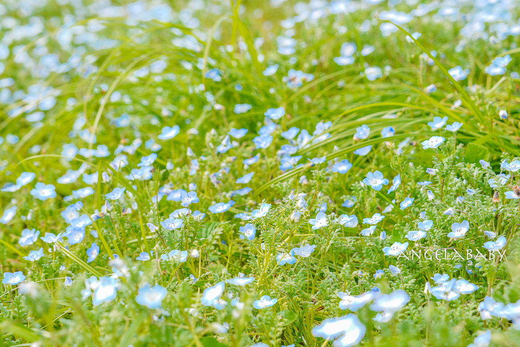 台北免費賞花推薦｜台版普羅旺斯『古亭河濱公園』24萬株花朵齊放夢幻如花毯 @梅格(Angelababy)享樂日記