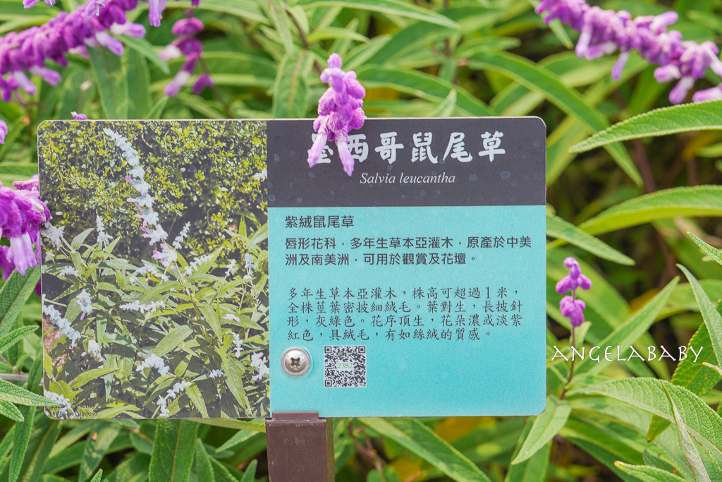 台北免費賞花推薦｜台版普羅旺斯『古亭河濱公園』24萬株花朵齊放夢幻如花毯 @梅格(Angelababy)享樂日記
