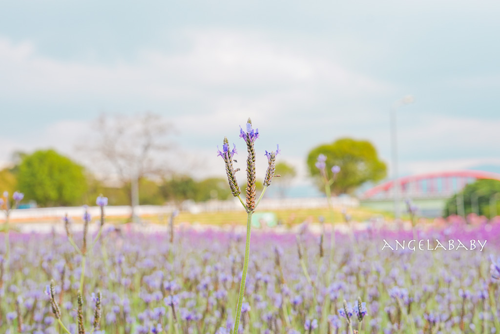 台北免費賞花推薦｜台版普羅旺斯『古亭河濱公園』24萬株花朵齊放夢幻如花毯 @梅格(Angelababy)享樂日記