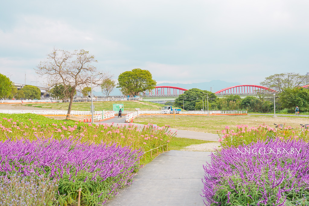 台北免費賞花推薦｜台版普羅旺斯『古亭河濱公園』24萬株花朵齊放夢幻如花毯 @梅格(Angelababy)享樂日記