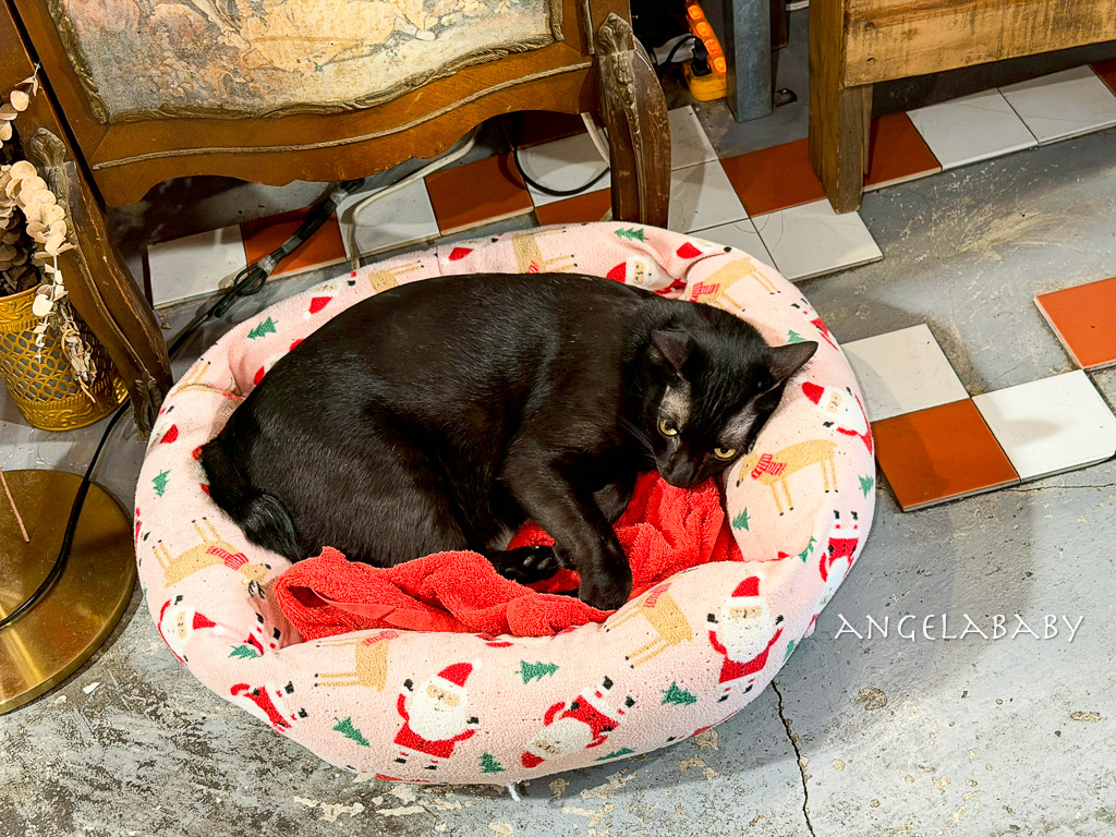 基隆復古咖啡廳『金派甜點』菜單、台北Harbs千層蛋糕、寵物友善餐廳 @梅格(Angelababy)享樂日記