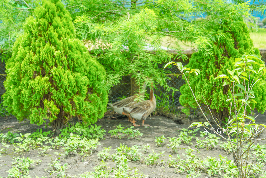 宜蘭三星住宿『德國鄉村莊園』訂房、歐風獨棟庭園別墅體驗採果、戲水、星級手藝餐點推薦 @梅格(Angelababy)享樂日記