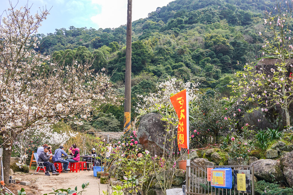 台北隱藏版賞櫻秘境｜淡水賞櫻新地標『楓樹湖』還有茶花、木蓮花同時綻放 @梅格(Angelababy)享樂日記