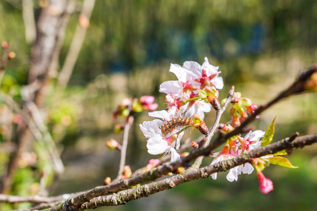 台北隱藏版賞櫻秘境｜淡水賞櫻新地標『楓樹湖』還有茶花、木蓮花同時綻放 @梅格(Angelababy)享樂日記